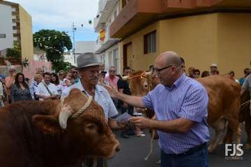 Misa, desfile del ganado y procesión religiosa en el Valle de los Nueve de Telde (Foto Francisco Javier Santana)